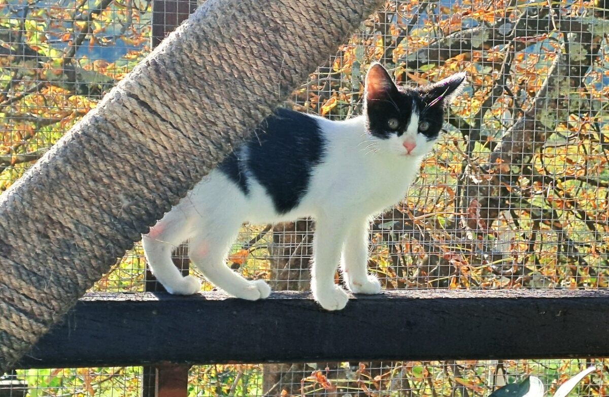 Katzenschutz in Istrien durch Doma Istria