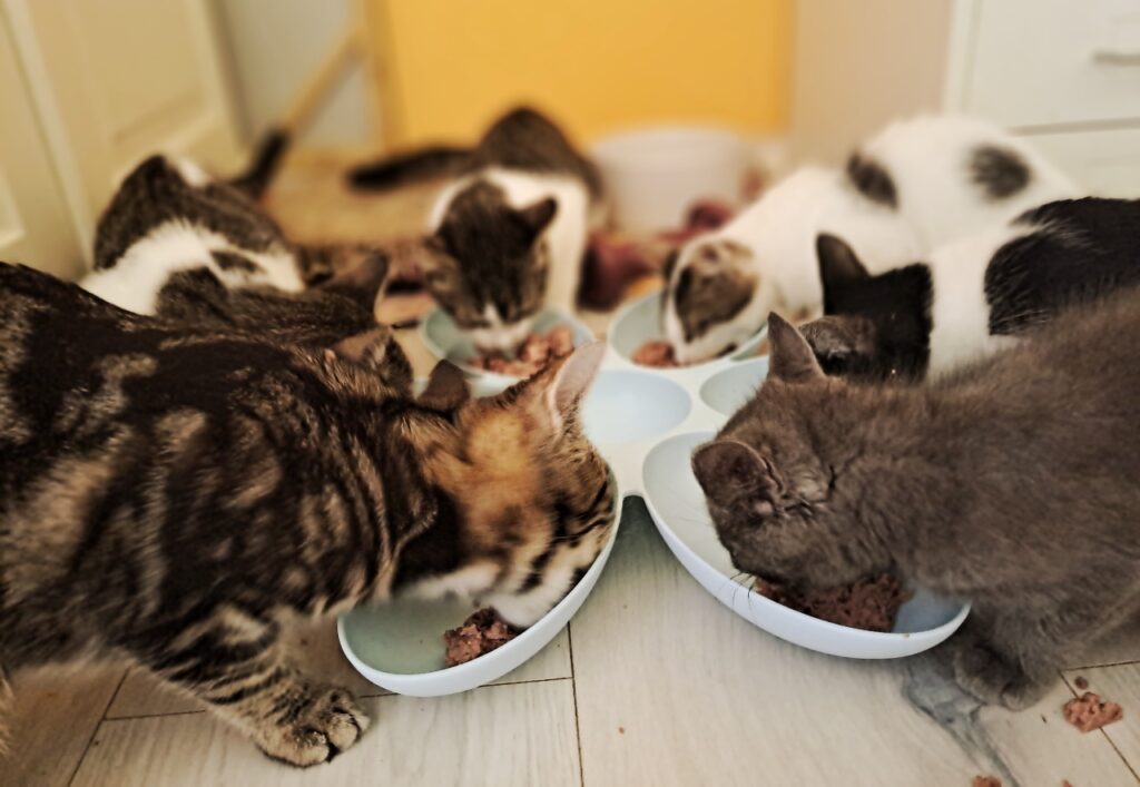 Fressende Jungkatzen aus dem Tierschutz in Istrien