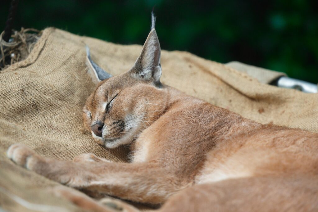 Caracal im Schlaf
