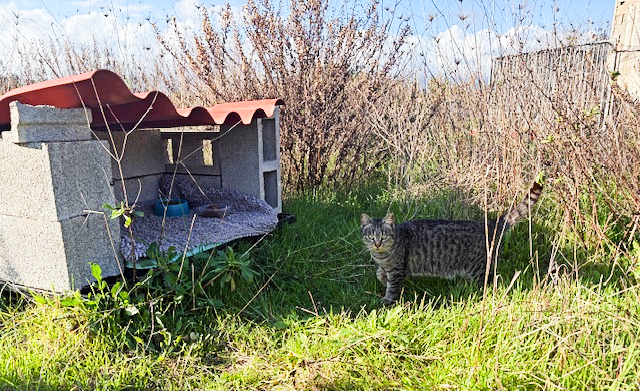 Katze am Zufluchtsort in Spanien