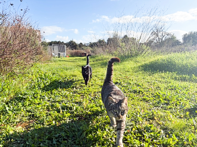 Mallorquinische Straßenkatzen
