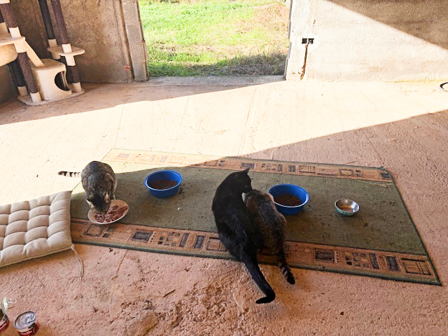 Fütterung von Straßenkatzen