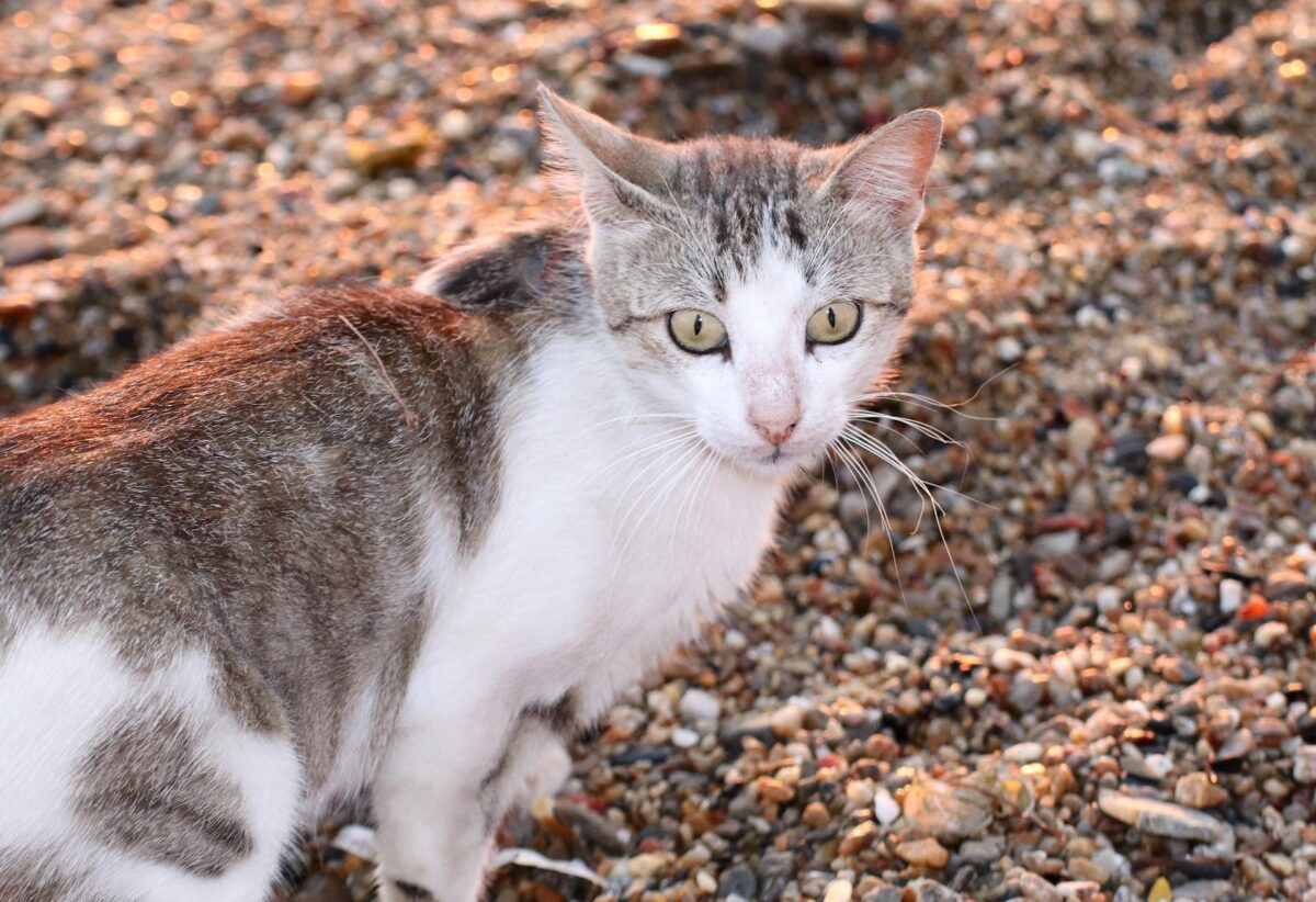 Straßenkatzen auf Mallorca