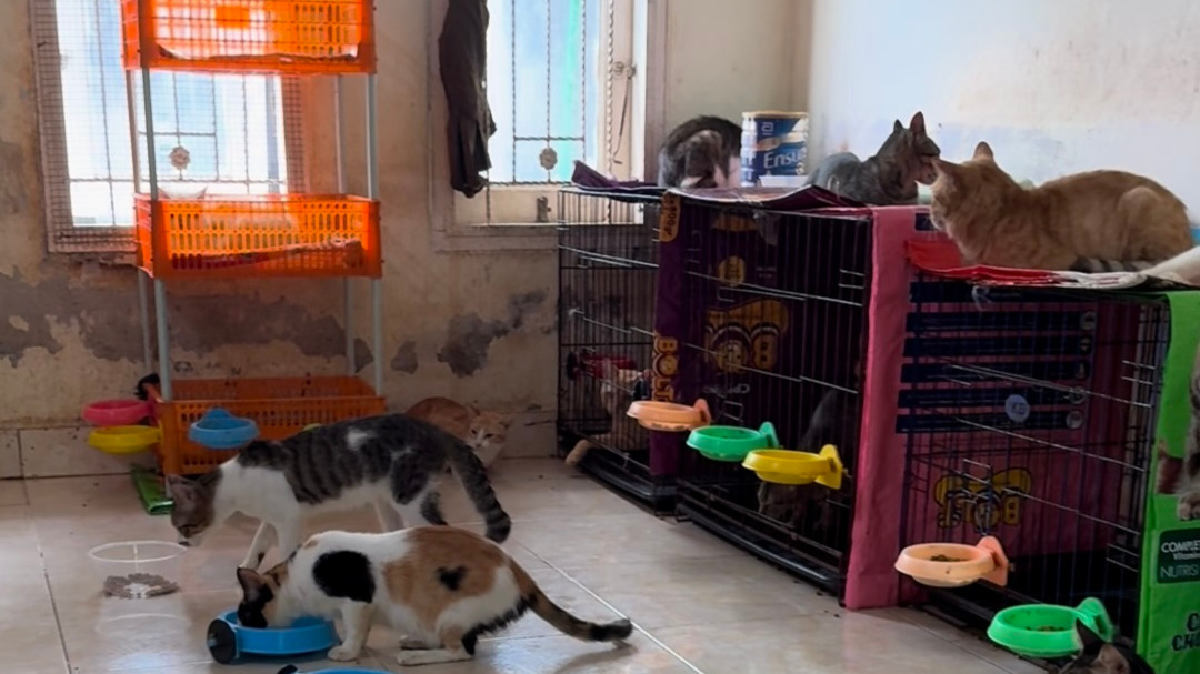 Katzenschutz Home for Hope auf Lombok