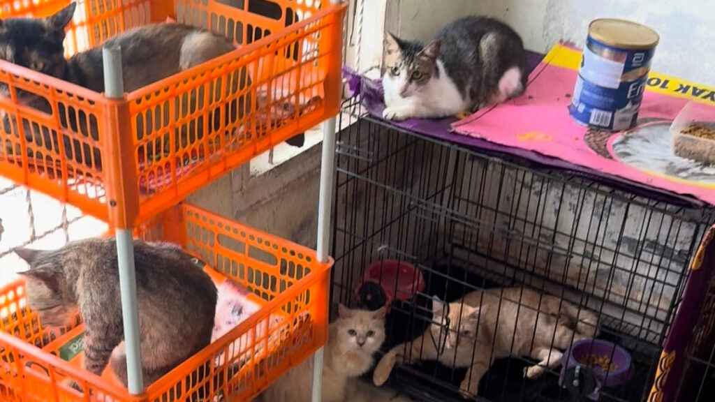 Gerettete Katzen im Home for Hope